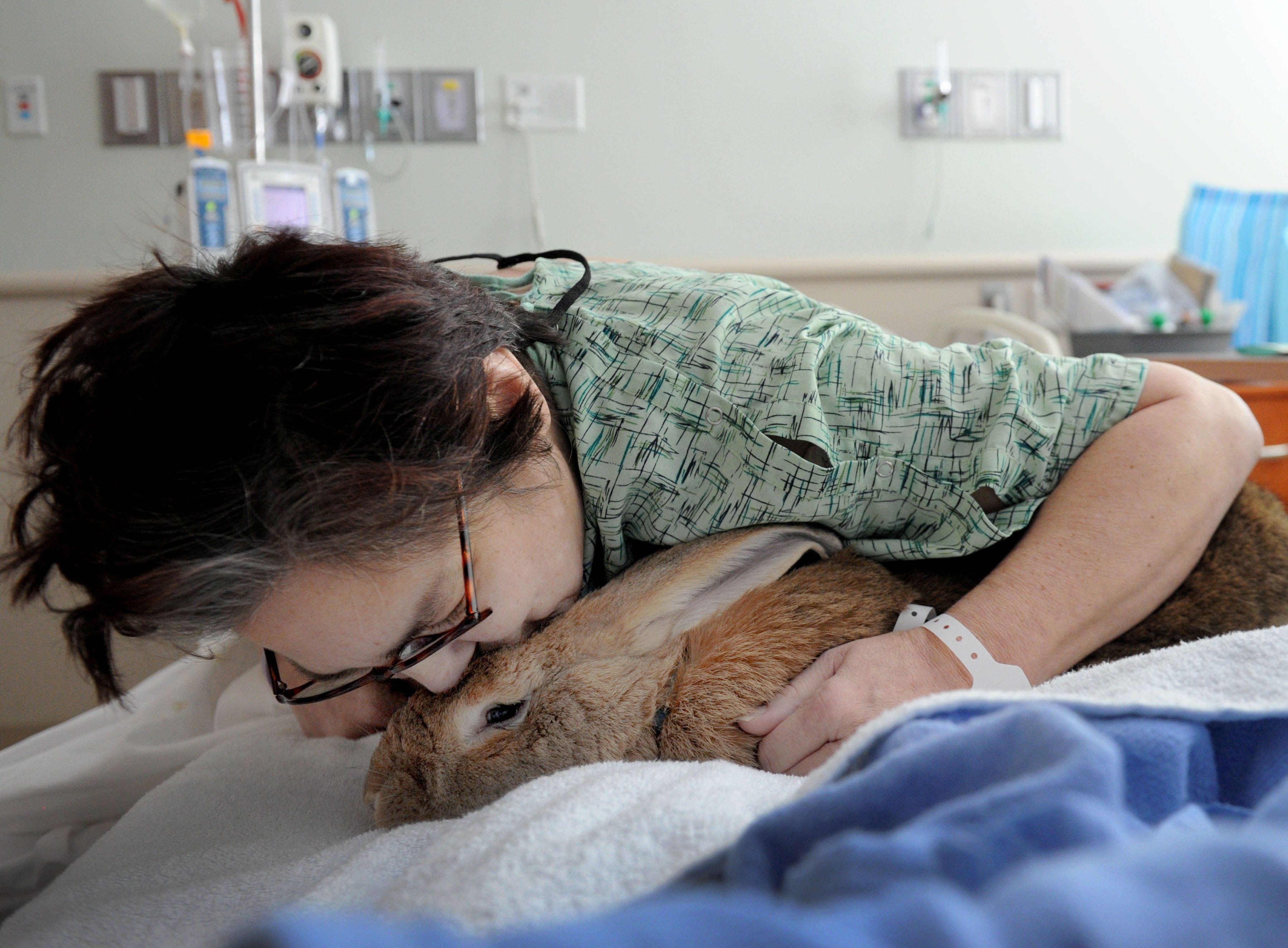 rabbit therapy animal
